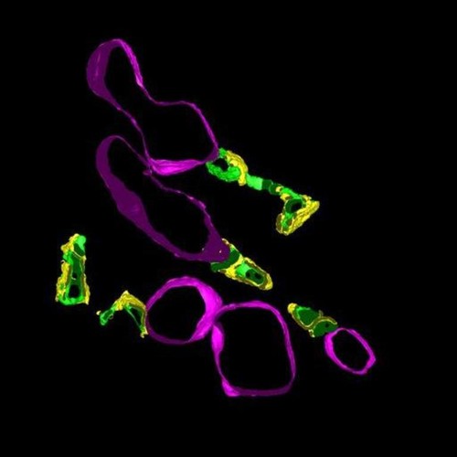 Microscopy product ID: 3611