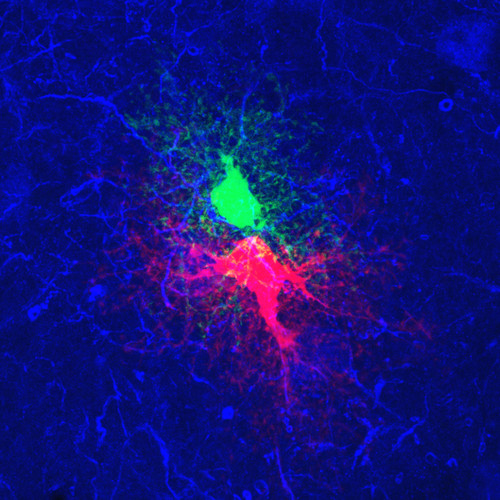 Microscopy product ID: 55