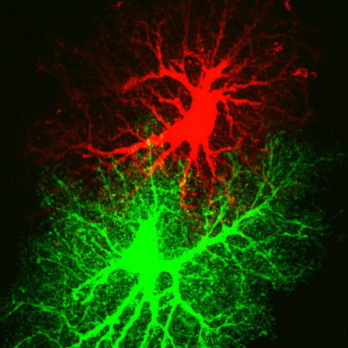 Microscopy product ID: 1051