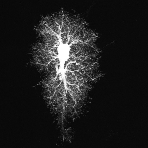 Microscopy product ID: 1043