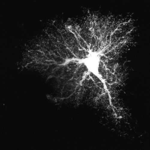 Microscopy product ID: 1025