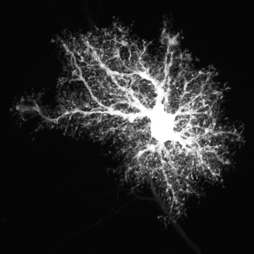 Microscopy product ID: 1027