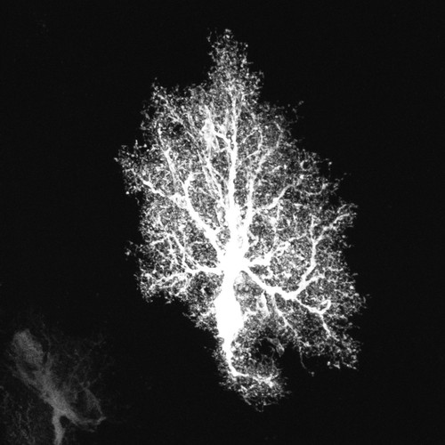 Microscopy product ID: 1012