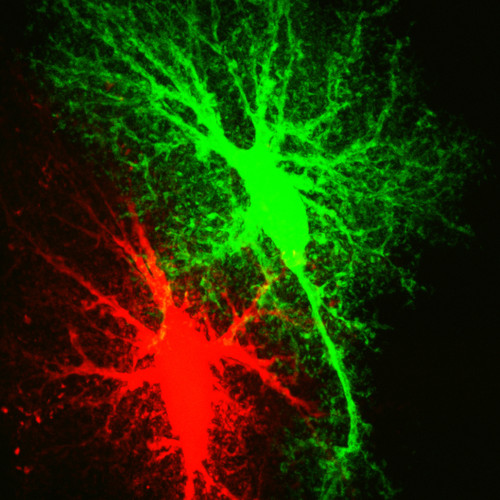 Microscopy product ID: 1046