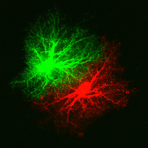 Microscopy product ID: 1055