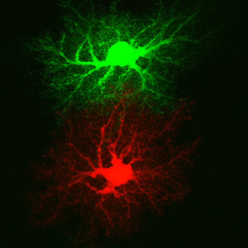 Microscopy product ID: 46