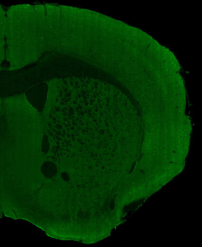 Microscopy product ID: 29