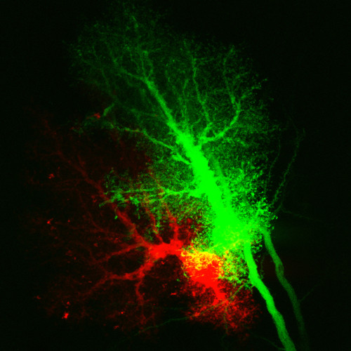 Microscopy product ID: 1002