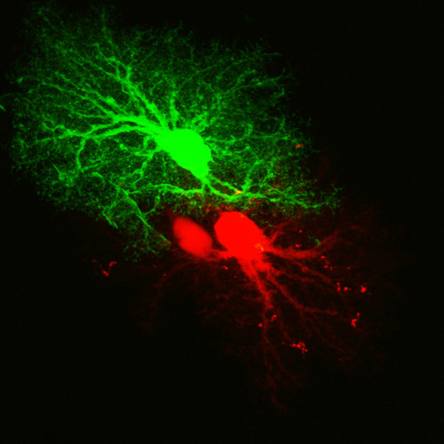 Microscopy product ID: 1004