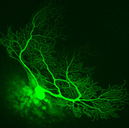 Microscopy product ID: 6