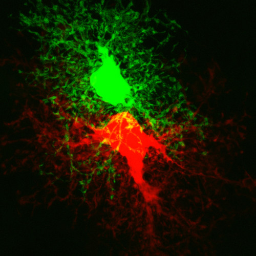 Microscopy product ID: 56