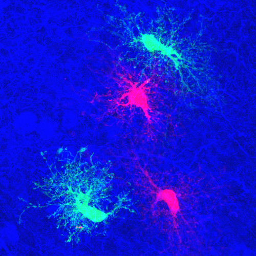 Microscopy product ID: 58