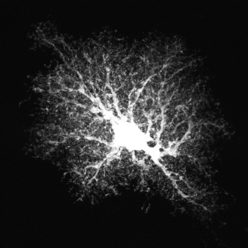 Microscopy product ID: 1021