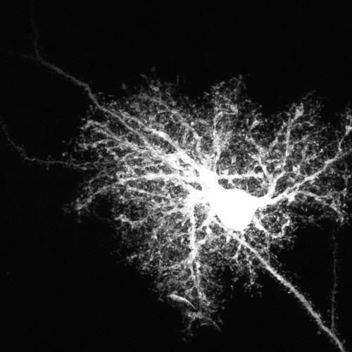 Microscopy product ID: 1017