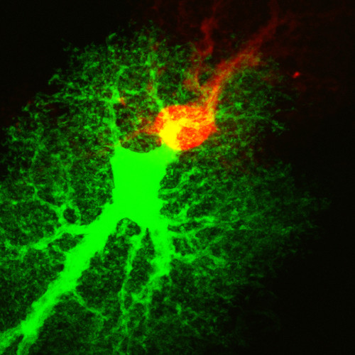 Microscopy product ID: 45