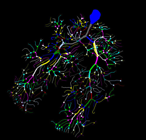 Microscopy product ID: 17