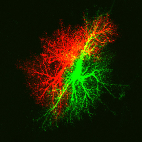 Microscopy product ID: 1048