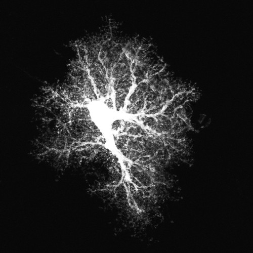 Microscopy product ID: 1018