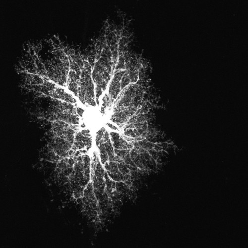 Microscopy product ID: 1014