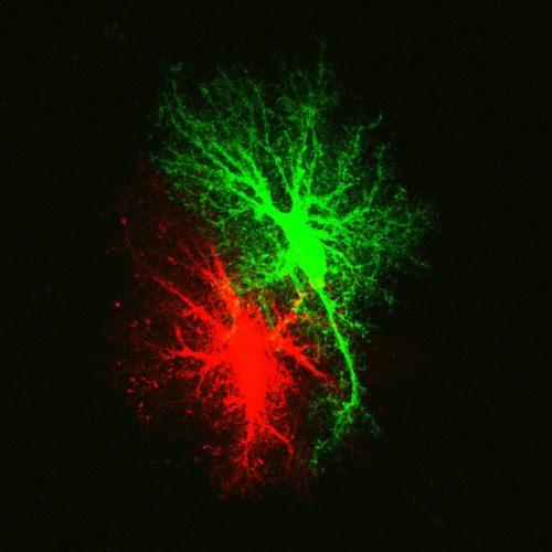 Microscopy product ID: 1045