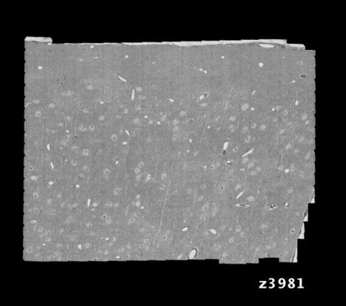 Microscopy product ID: 8448