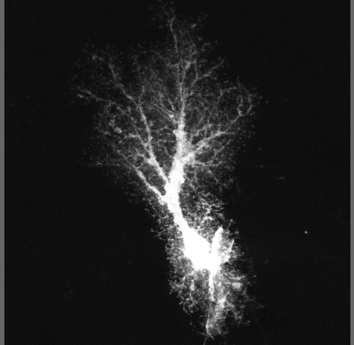 Microscopy product ID: 38