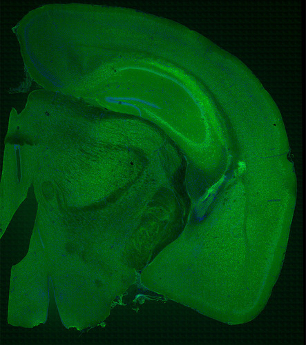 Microscopy product ID: 36