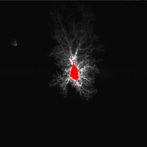 Microscopy product ID: 3810