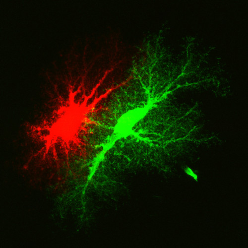 Microscopy product ID: 1006