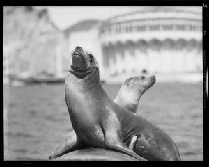 Catalina, Southern California, 1932