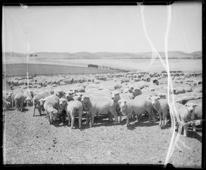 Ranch scene, cattle, sheep, and farming, Palos Verdes, CA, 1935