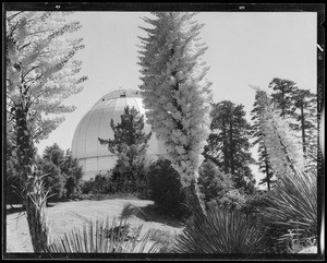 Mt. Wilson Observatory & yuccas, Los Angeles, CA, 1935