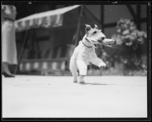 Dog carrying newspaper, Los Angeles, CA, 1935