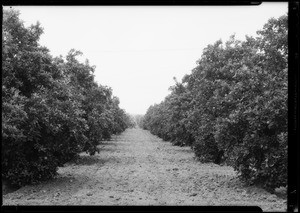 Views around Granada estates, San Fernando, Southern California, 1934