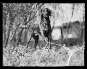 Hollywood dog training school, Southern California, 1936