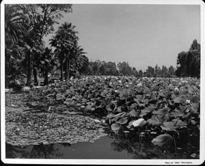 Water lilies and palm trees in Echo Park