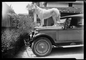 "ILAK", The Big Dog, Southern California, 1926