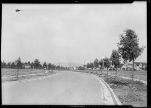 Streets in Beverly Hills showing uniform trees, Beverly Hills, CA, 1926