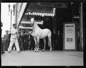 Kellogg's horse 'Jadaan' in 'Beau Ideal', Southern California, 1931