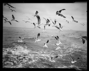 Seagulls, Southern California, 1935