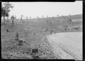 California Botanic Garden, Forest of Fame, Southern California, 1928