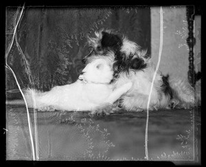 Queenie & Laddie in a huddle, Southern California, 1935