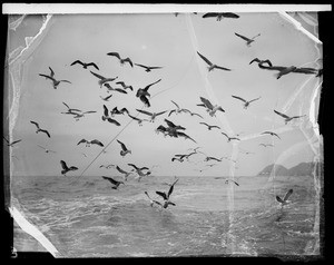 Sea gulls, Southern California, 1936