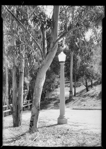 Tree scenes etc. around tract, Southern California, 1930