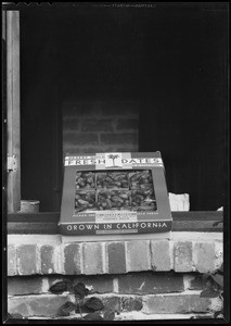 President Hoover & box of dates, Southern California, 1932