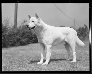 Dog at Alta Canyada, J.V. Barnes owner, 4608 Alta Canyada Road, La Cañada Flintridge, CA, 1931