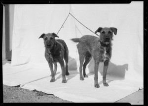 Irish Terriers, Jack Manly owner, Montebello, CA, 1935