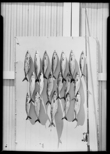 Fish on garage door, Southern California, 1925