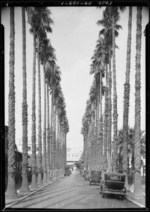 Palm Drive and West Adams Boulevard, Southern California, 1930