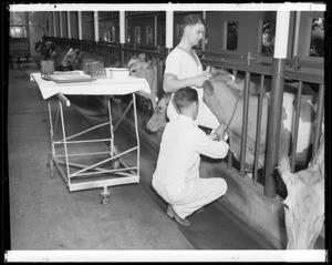 Veterinarian and cows at Adohr Farms, Southern California, 1940